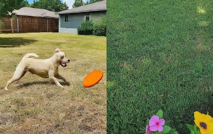 Evanston dog waste removal service