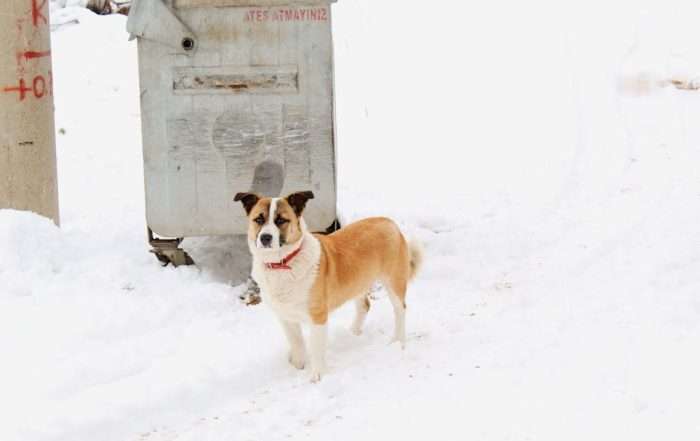 frozen dog waste in freezing Chicago winters