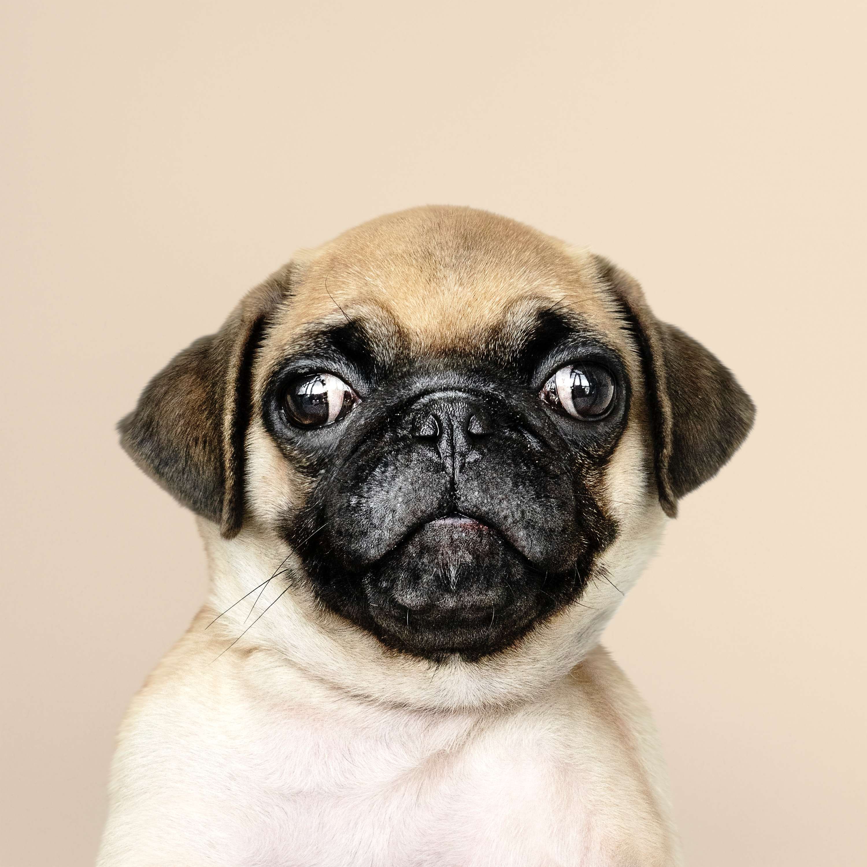 A Chicago dog poop pickup service dog