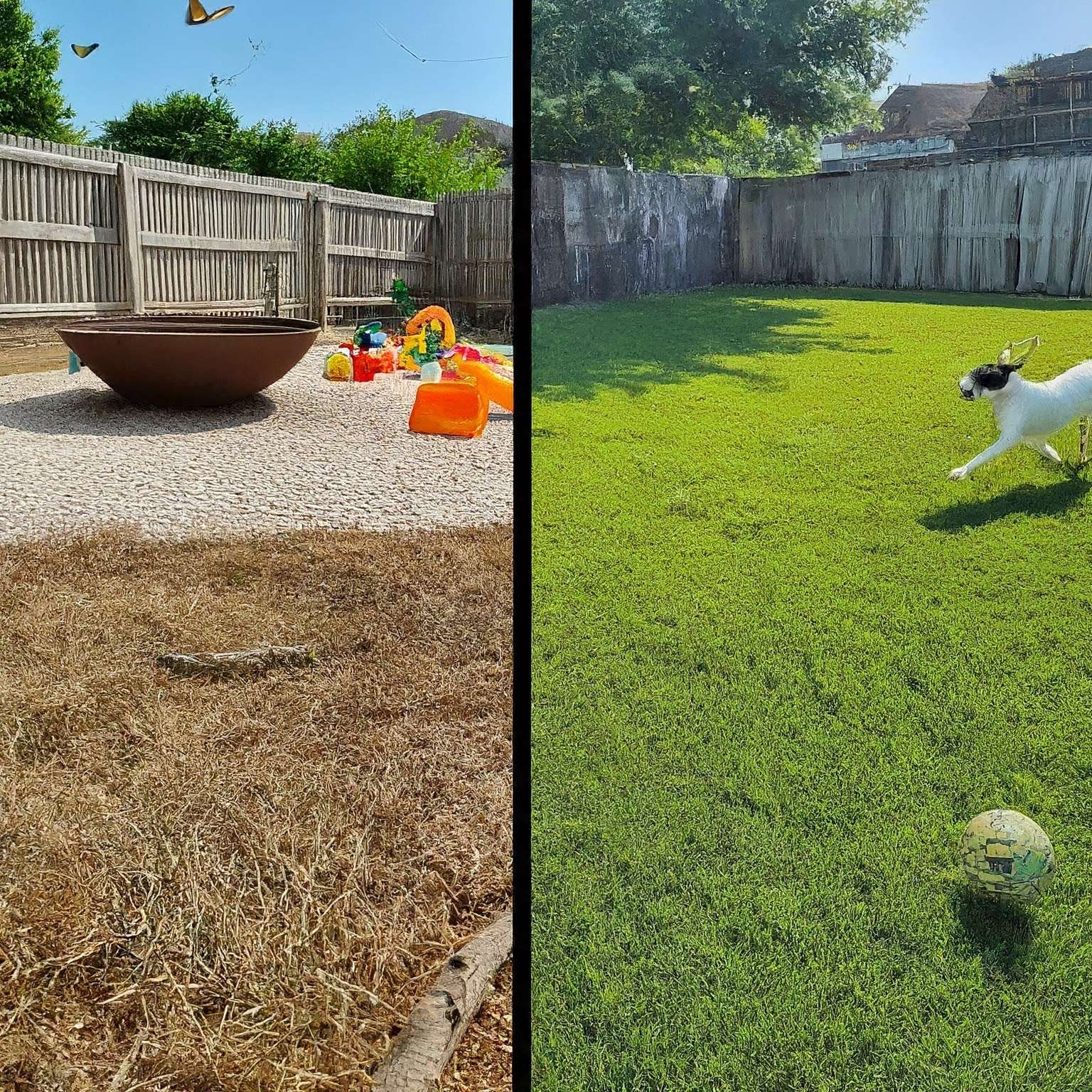 before and after chicago dog waste pickup cartoon